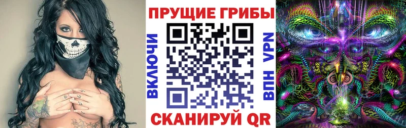 где найти   Гвардейск  Галлюциногенные грибы Psilocybe 
